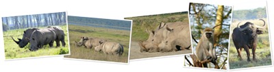 View Nakuru National Park